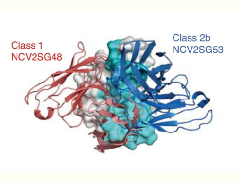 Scientists found that the monoclonal antibody candidates NCV2SG48 and NCV2SG53 shown in the photo work well together. Prolonged exposure to SARS-CoV-2 triggered modifications in antibodies called somatic hypermutations, equipping them with new binding arms that help block broad virus variants.